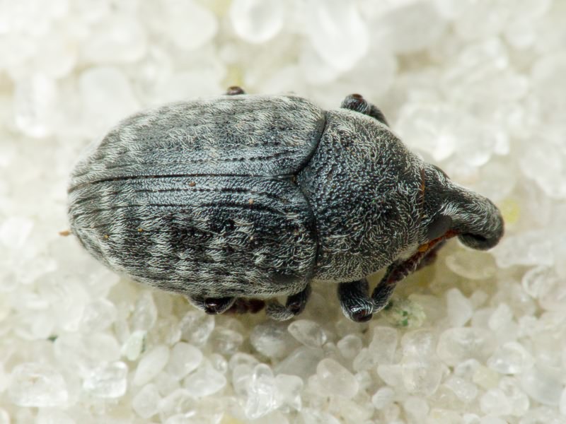 Larinus obtusus Gyllenhal, 1835